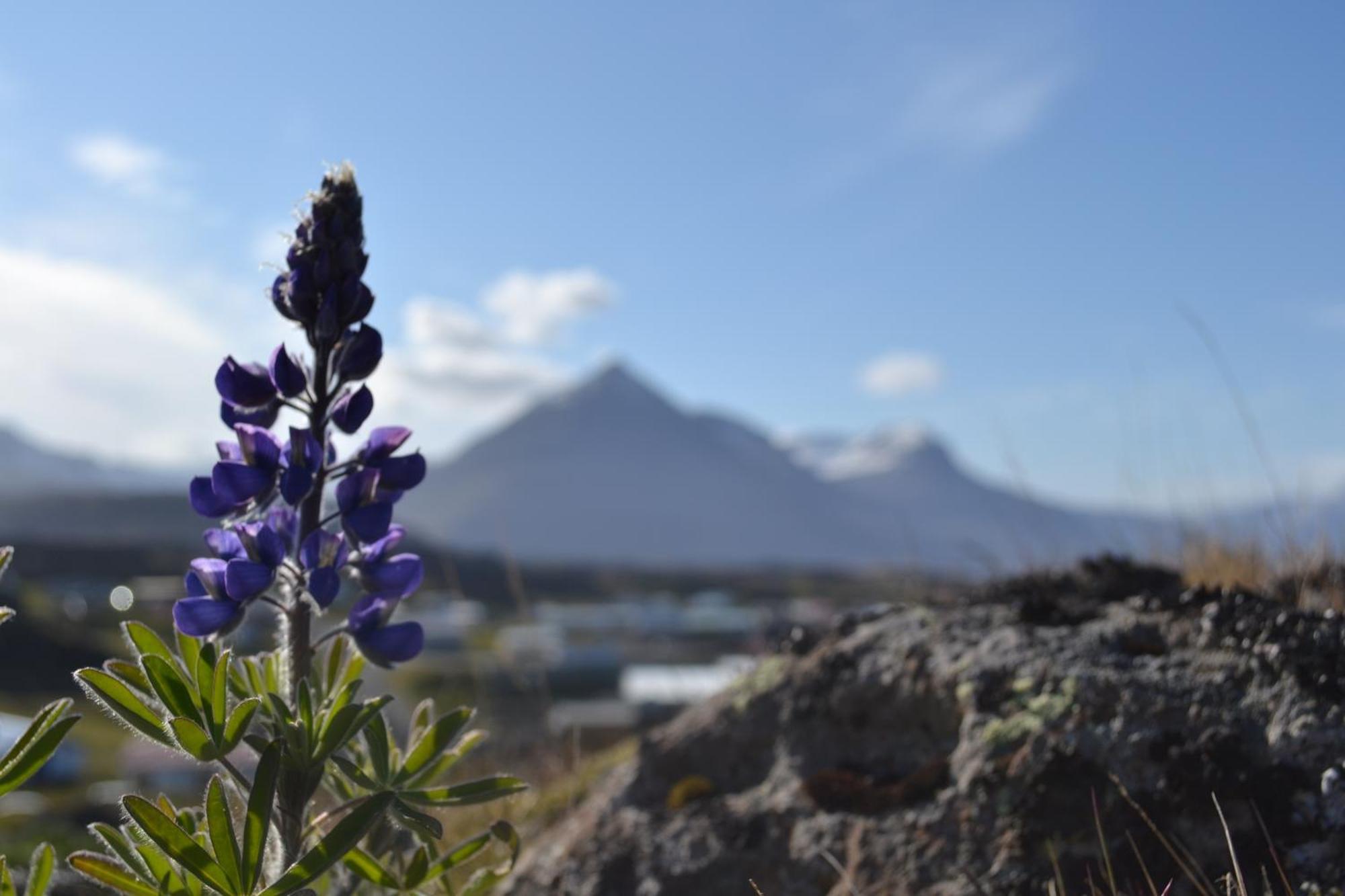 Hotel Framtid Djúpivogur Buitenkant foto